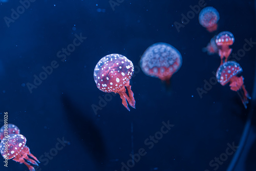 Obraz na płótnie underwater photography jellyfish mastigias papua, spotted jelly, lagoon jelly, golden medusa w salonie