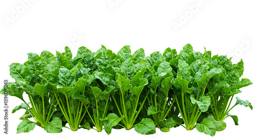 Beetroot leaves beet greens vegetable garden plants fresh produce healthy eating raw vegan organic food 100 ch