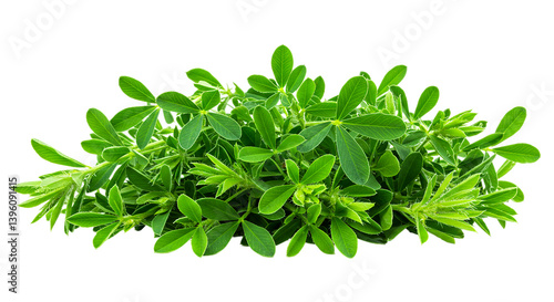 Fresh alfalfa sprouts microgreens leaves food healthy organic garden plant growth nutrition green raw diet 100