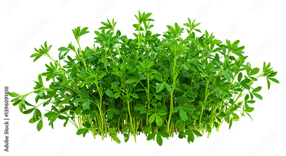 Obraz premium Alfalfa plant forage legume crop green leaves nutrition livestock feed agriculture farming cultivation 100