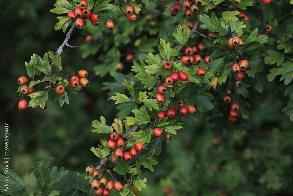 Hawthorn red berries grow on a bush. Hawthorn red berries in nature, autumn seasonal background. Crataegus monogyna. Hawthorn. Branches with leaves and red berries in autumn.
Hawthorn red berries grow on a bush. Hawthorn red berries in nature, autumn seasonal background. Crataegus monogyna. Hawthorn. Branches with leaves and red berries in autumn.