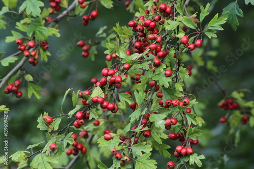 Hawthorn red berries grow on a bush. Hawthorn red berries in nature, autumn seasonal background. Crataegus monogyna. Hawthorn. Branches with leaves and red berries in autumn. 
