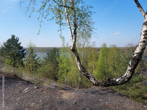 Terril de la mare à Goriaux, Wallers, Raismes, Hainaut, Nord, Hauts de France