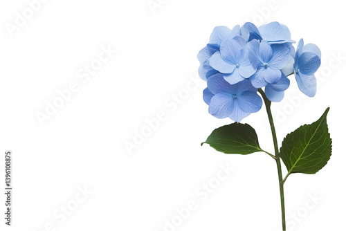 Delicate blue hydrangea flower on a white background, symbolizing serenity and beauty.