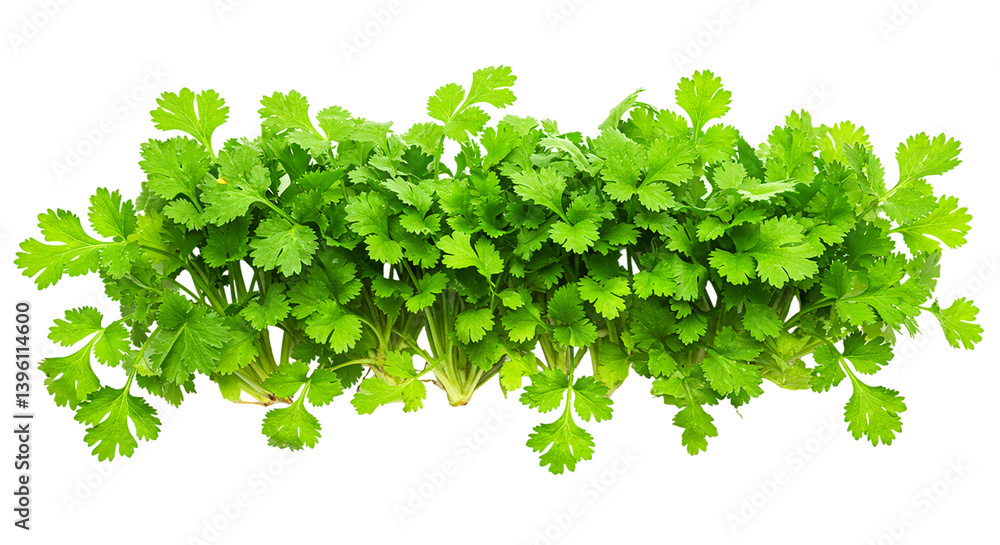 Obraz premium Fresh cilantro coriander herb ingredient aromatic leaves culinary cuisine garnish cooking food ingredient 100