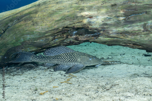 Photography Pleco catfish laying under log