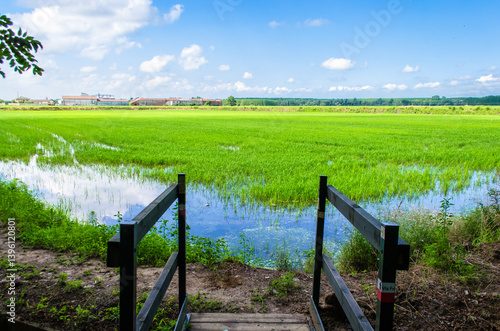 Fototapeta Naklejka Na Ścianę i Meble -  Un piccolo ponte di legno scavalca un canale d'irrigazione di fronte a una risaia vicino a Vercelli lungo la Via Francigena