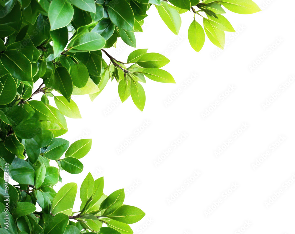 PNG Green tree leaves border leaf background nature.