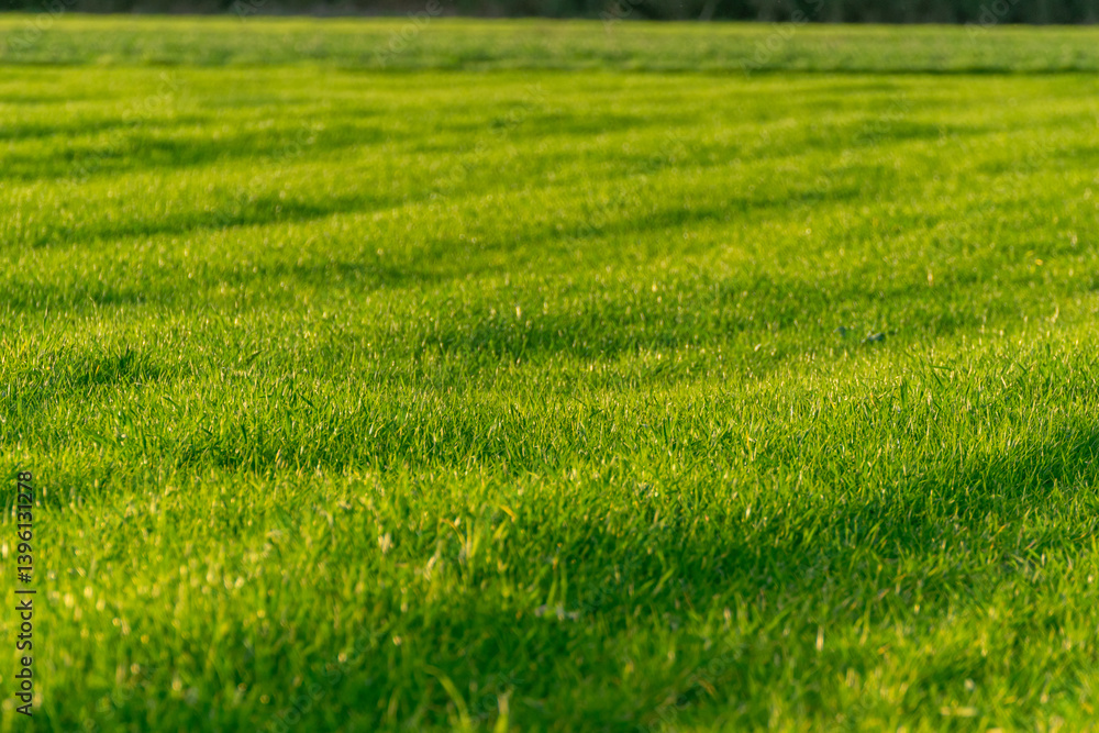 lush green grass field texture, bright green grass field detail, perfect for spring concept background lush green grass field texture, bright green grass field detail, perfect for spring concept background