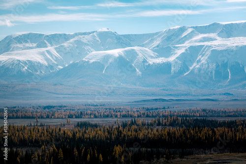 Obraz na płótnie A panoramic view of snow-covered mountain ridges with a golden autumn forest at their base in the Altai Republic, blending rugged beauty with vibrant colors. w salonie