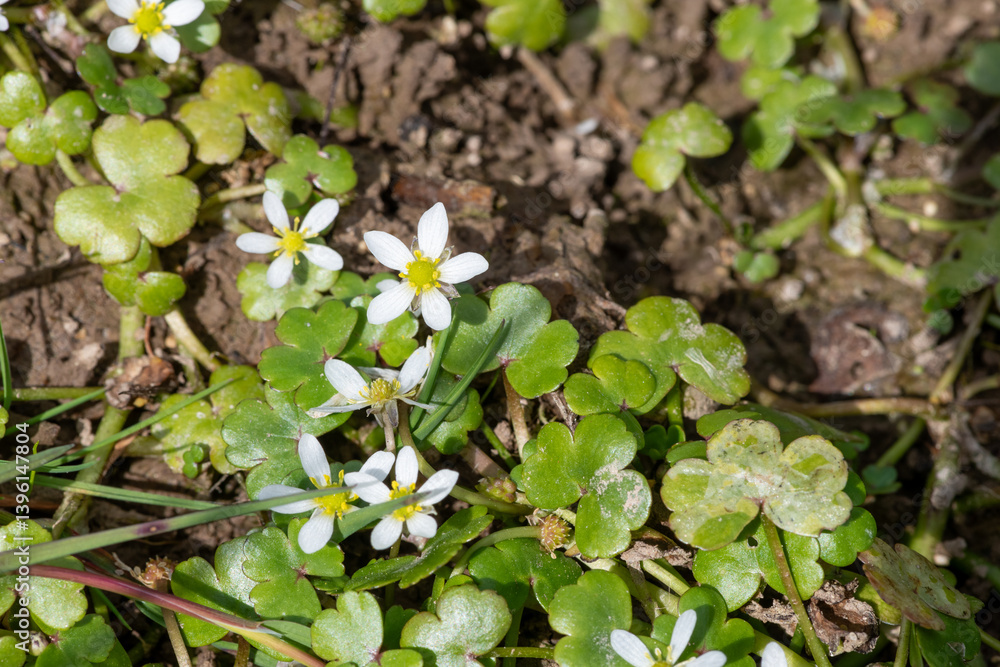 Close up of ivy leaved crowfoot (ranunculus hederaceus) flowers Close up of ivy leaved crowfoot (ranunculus hederaceus) flowers