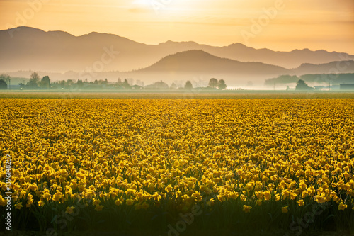 Skagit Valley blossoming daffodil fields signal the beginning of springtime in western Washington state. Bulb producers are a staple in this part of the state along with tulip bulbs.