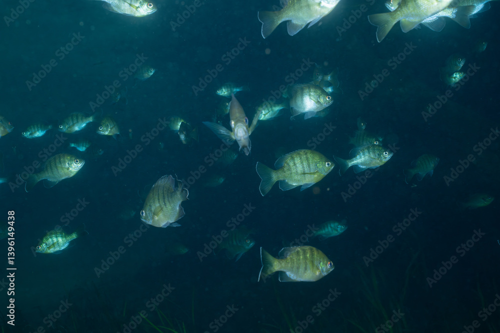 Obraz premium Large school of young bluegill in natural spring