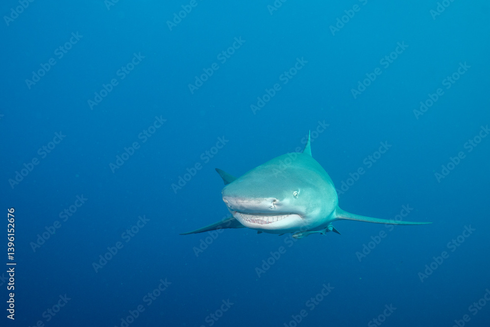 Fototapeta premium Lemon shark in blue open ocean