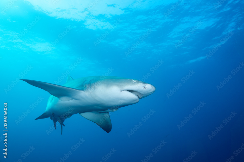 Naklejka premium Lemon shark at ocean surface