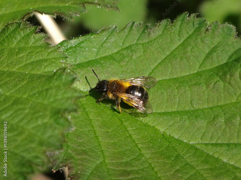 Medium-sized mining bee (Andrena sp.), female with loaded pollen brushes resting on a bramble leaf Medium-sized mining bee (Andrena sp.), female with loaded pollen brushes resting on a bramble leaf