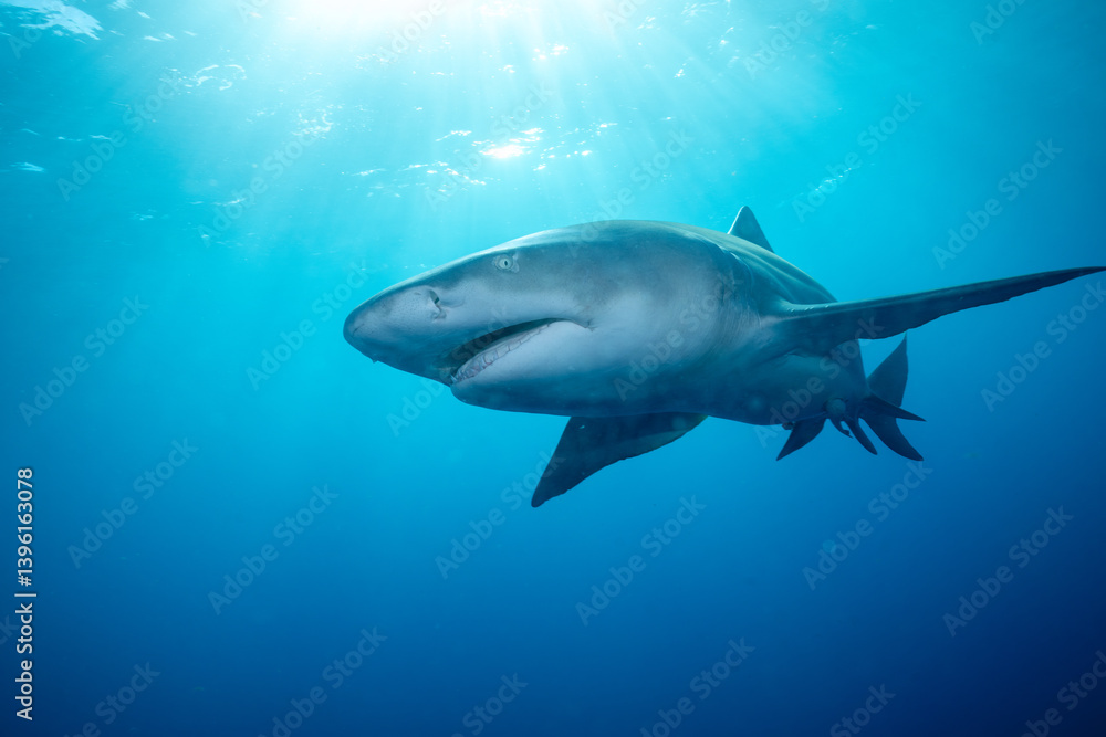 Fototapeta premium Lemon shark at ocean surface
