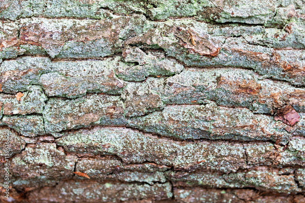 Textured tree bark showing natural patterns in a forest during daylight Textured tree bark showing natural patterns in a forest during daylight