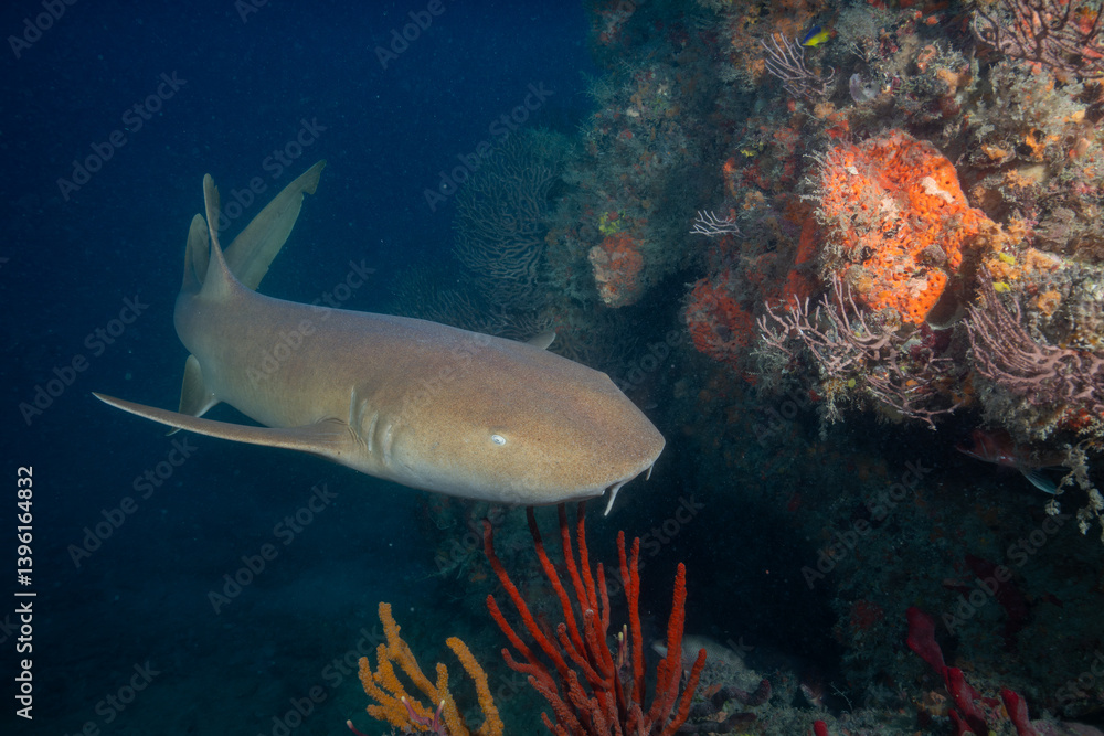 Fototapeta premium Nurse shark swimming over colorful reef