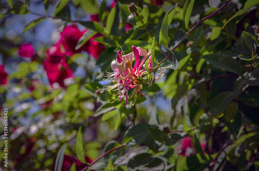 custom made wallpaper toronto digitalDecorative honeysuckle Serotina blooming in the garden.