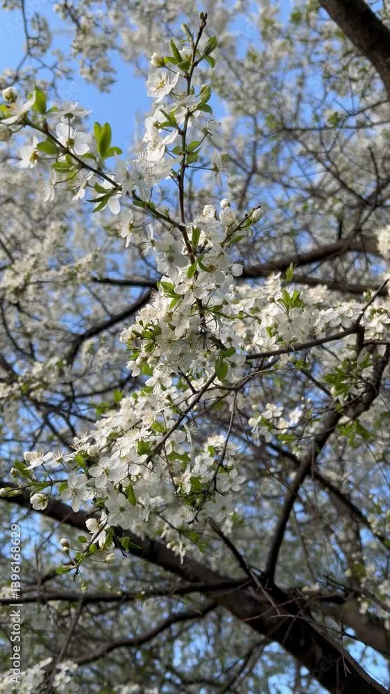 Vertical 4K street video. White small flower on branch of almond, apple, cherry tree. Sunny summer day in Tbilisi city park. Georgia. Concept of spring blossom season, nature, garden, bloom, blooming Vertical 4K street video. White small flower on branch of almond, apple, cherry tree. Sunny summer day in Tbilisi city park. Georgia. Concept of spring blossom season, nature, garden, bloom, blooming