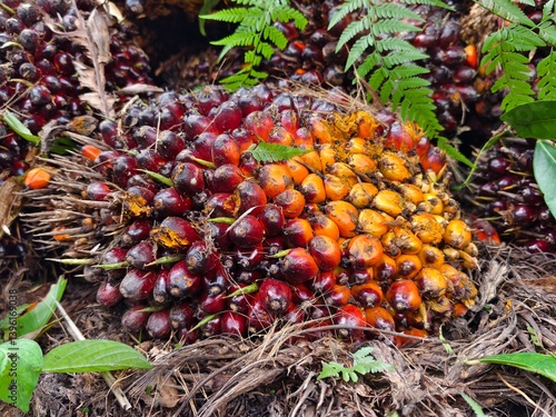 oil palm fruit after Harvest 