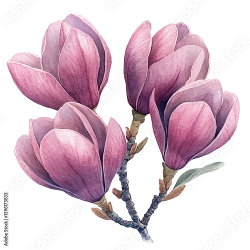 illustration of Magnolia Tree, watercolor vector, isolated on a white background.