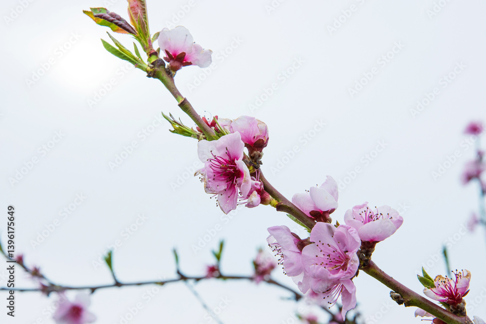 Closeup of delicate pink blossoms bloom on a thin cherry tree branch against a pale sky background. Soft pink fruit tree flowers and buds under a cloudy sky. Selective focus. Copy space Closeup of delicate pink blossoms bloom on a thin cherry tree branch against a pale sky background. Soft pink fruit tree flowers and buds under a cloudy sky. Selective focus. Copy space