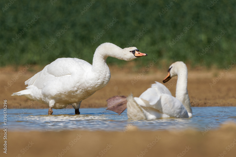 Cygne tuberculé (Cygnus olor) Cygne tuberculé (Cygnus olor)