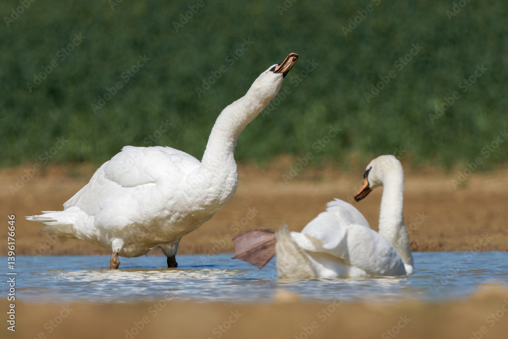 Cygne tuberculé (Cygnus olor) Cygne tuberculé (Cygnus olor)