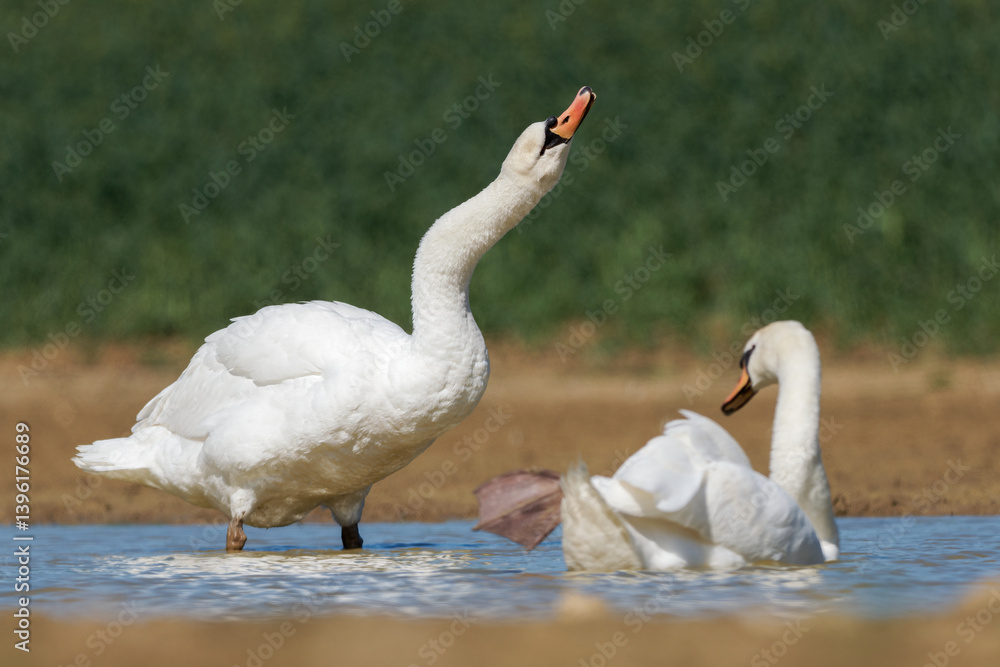Fototapeta premium Cygne tuberculé (Cygnus olor)