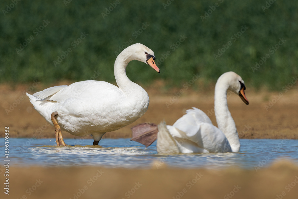 Obraz premium Cygne tuberculé (Cygnus olor)