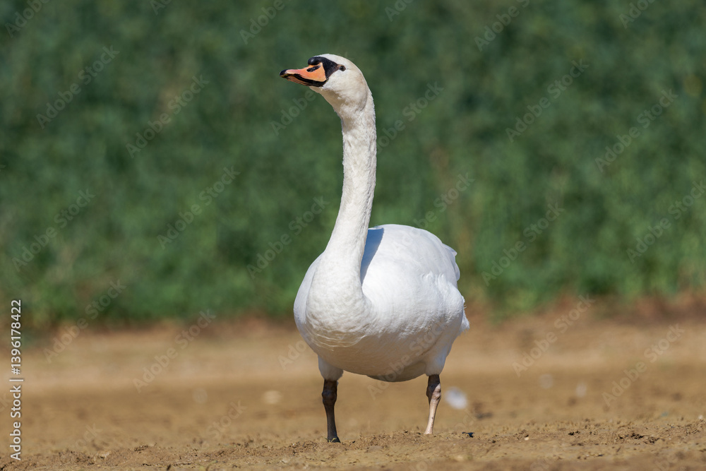 Fototapeta premium Cygne tuberculé (Cygnus olor)