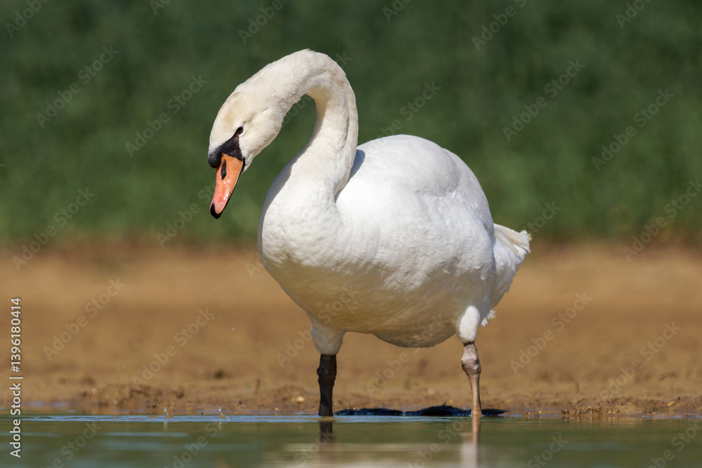 Fototapeta premium Cygne tuberculé (Cygnus olor)