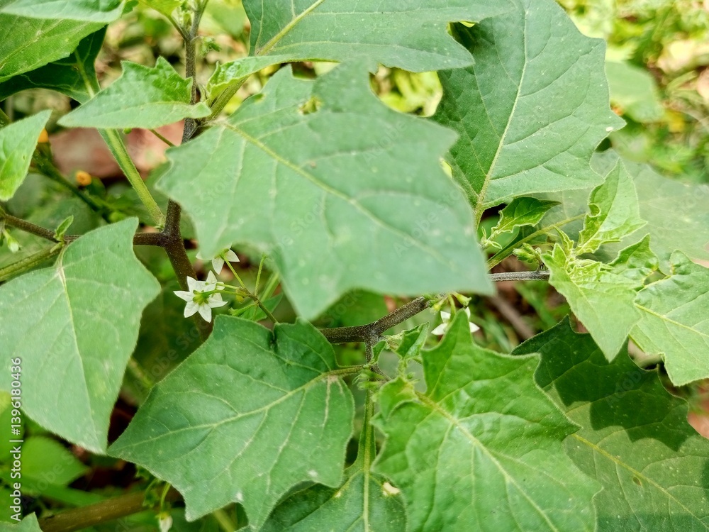 Solanum nigrum, commonly known as black nightshade, or a similar species like Solanum torvum Solanum nigrum, commonly known as black nightshade, or a similar species like Solanum torvum