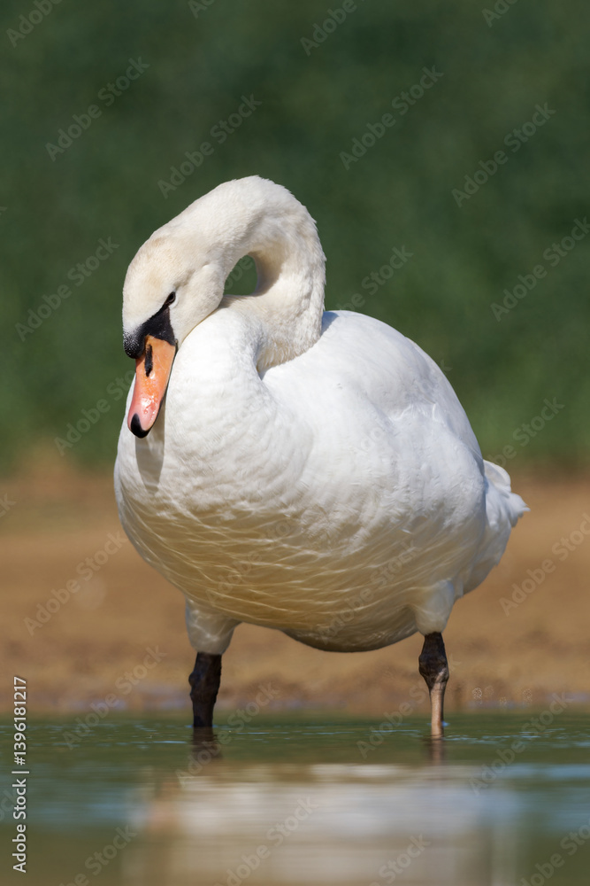 Obraz premium Cygne tuberculé (Cygnus olor)