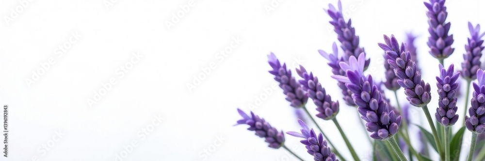 Fototapeta premium Vibrant lavender sprigs, studio shot on seamless white, macro, calming, fragrance