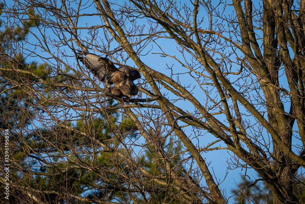 Common buzzard (Buteo buteo). Accipitridae Mating. Treetop branches in early spring. Tension and power ripple through the raptors' posture framed by the intricate web of twigs. Common buzzard (Buteo buteo). Accipitridae Mating. Treetop branches in early spring. Tension and power ripple through the raptors' posture framed by the intricate web of twigs.