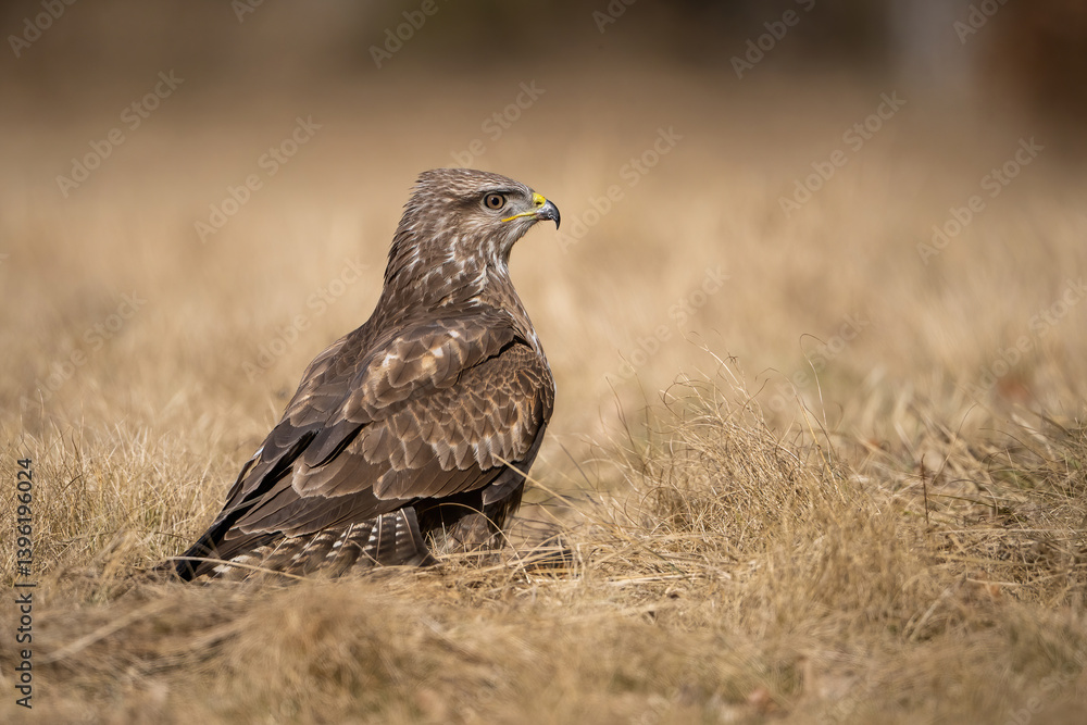 Common buzzard (Buteo buteo). Family name rests quietly in dry grass with attentive gaze. Open field habitat surrounded by faded vegetation. Tranquil moment with soft earthy tones. Common buzzard (Buteo buteo). Family name rests quietly in dry grass with attentive gaze. Open field habitat surrounded by faded vegetation. Tranquil moment with soft earthy tones.