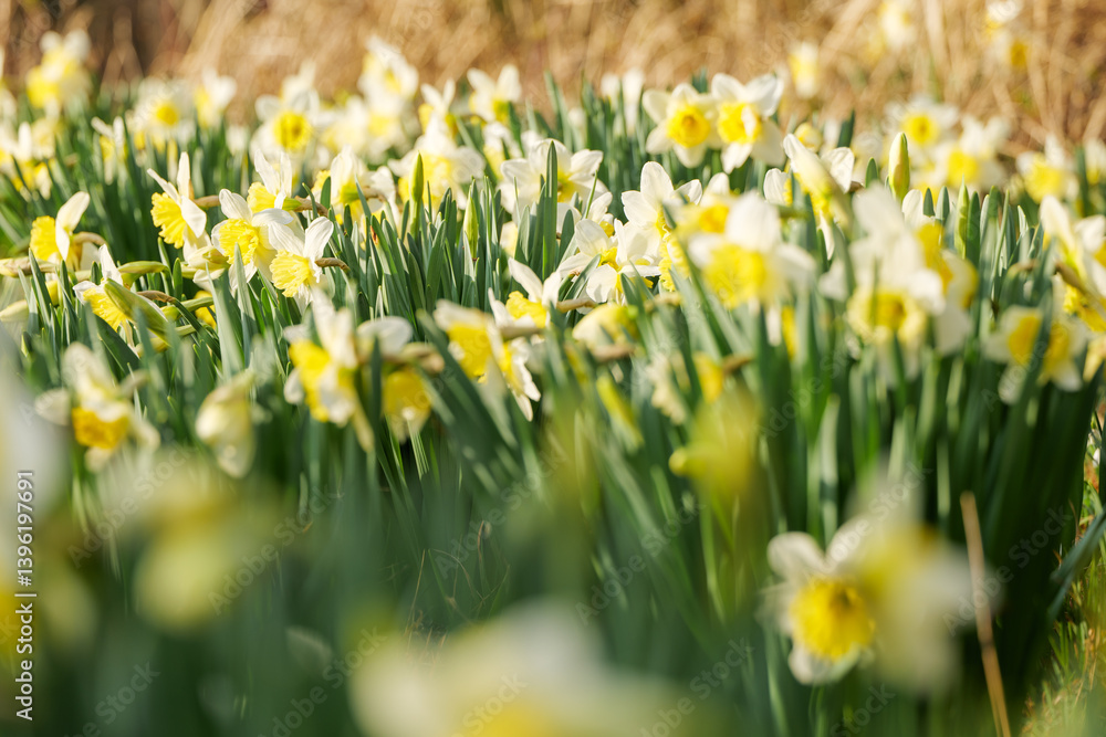 Fototapeta premium Daffodils White and Yellow on a Sunny Spring Day in Austria Europe