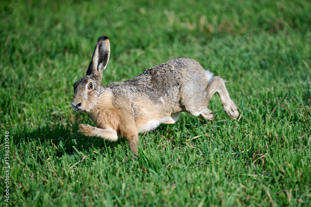 Fototapeta premium running hare in the grass