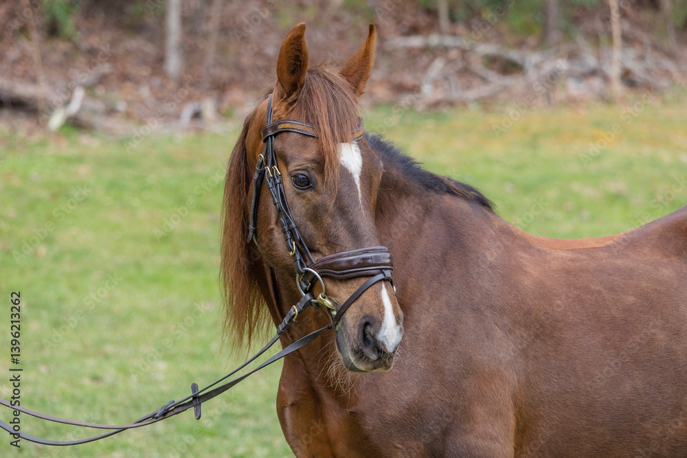 Portrait of a senior Saddlebred horse looking over its shoulder with a bridle on. 