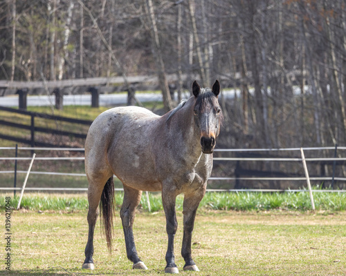 A roan Quarter horse standing in a paddock with an electric tape fence in the background. 