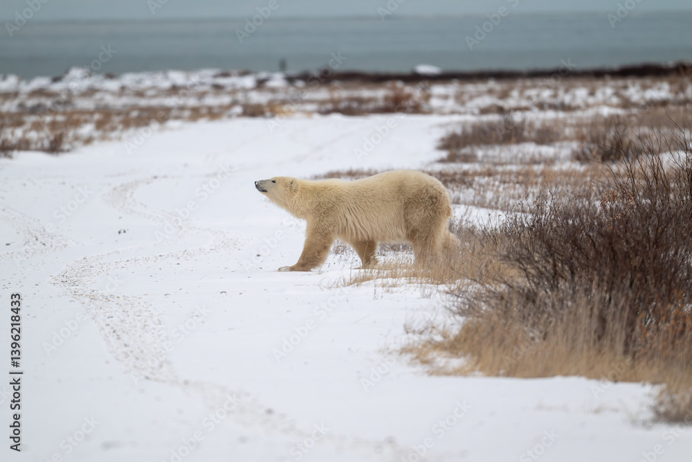 Polar bear walking along the shore of Hudson Bay near Churchill, Manitoba