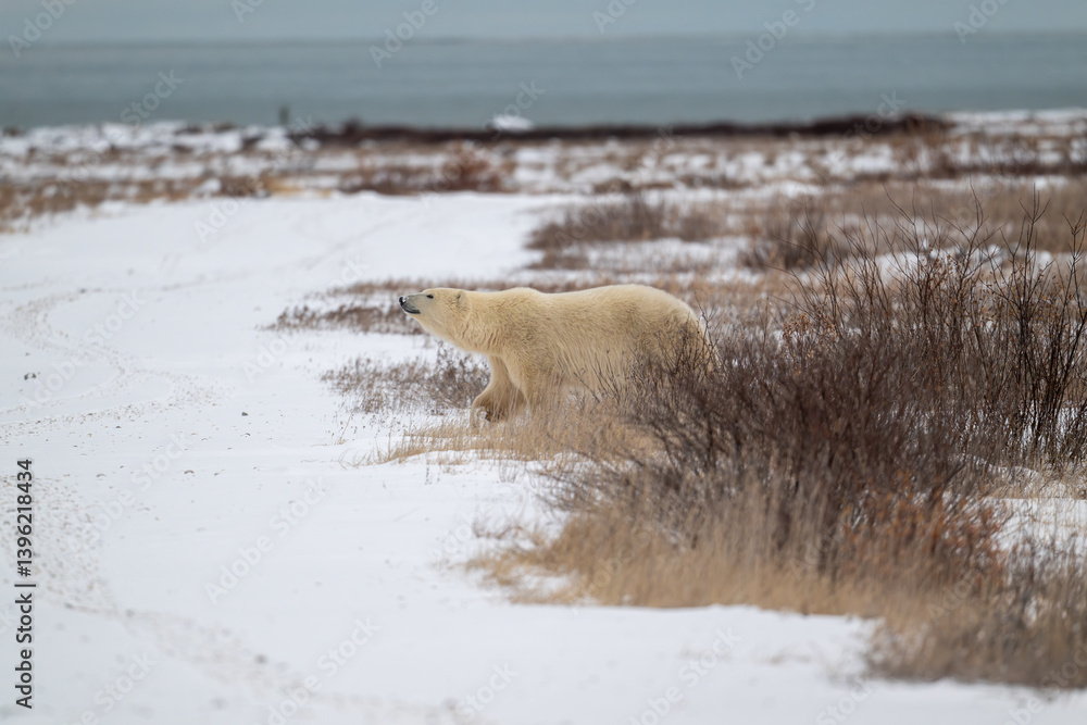 Polar bear walking along the shore of Hudson Bay near Churchill, Manitoba
