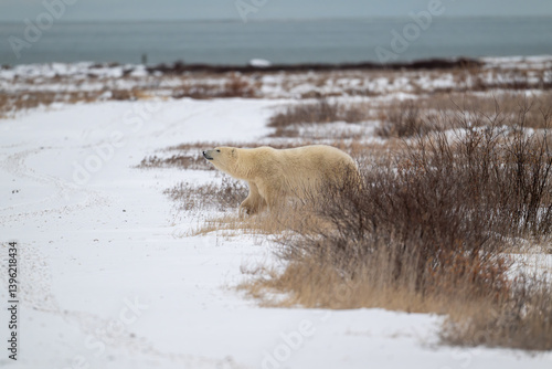 Obraz na płótnie Polar bear walking along the shore of Hudson Bay near Churchill, Manitoba w salonie