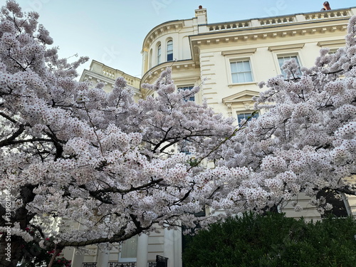 Cherry blossom tree in full bloom in front of a townhouse with arched windows and classical facade in Notting Hill, London, England, United Kingdom.