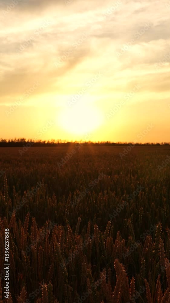 Yellow ears of wheat on summer farm wheat field. Agricultural industry. Beautiful landscape of wheat field sun sky. Agribusiness concepts. Wheatfield ripening sunrise. Harvest golden ears with grain Yellow ears of wheat on summer farm wheat field. Agricultural industry. Beautiful landscape of wheat field sun sky. Agribusiness concepts. Wheatfield ripening sunrise. Harvest golden ears with grain