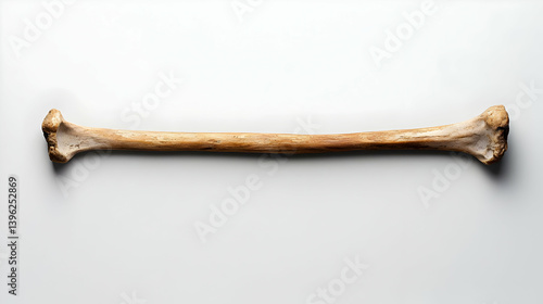 Long Bone Specimen On White Background