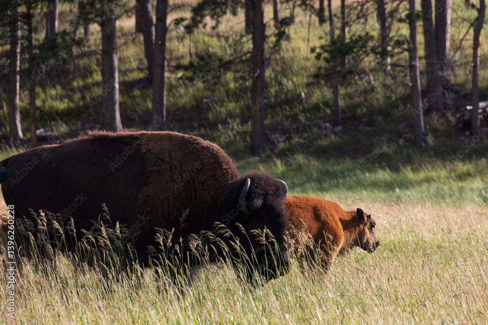 American bison grazing in a meadow American bison grazing in a meadow
